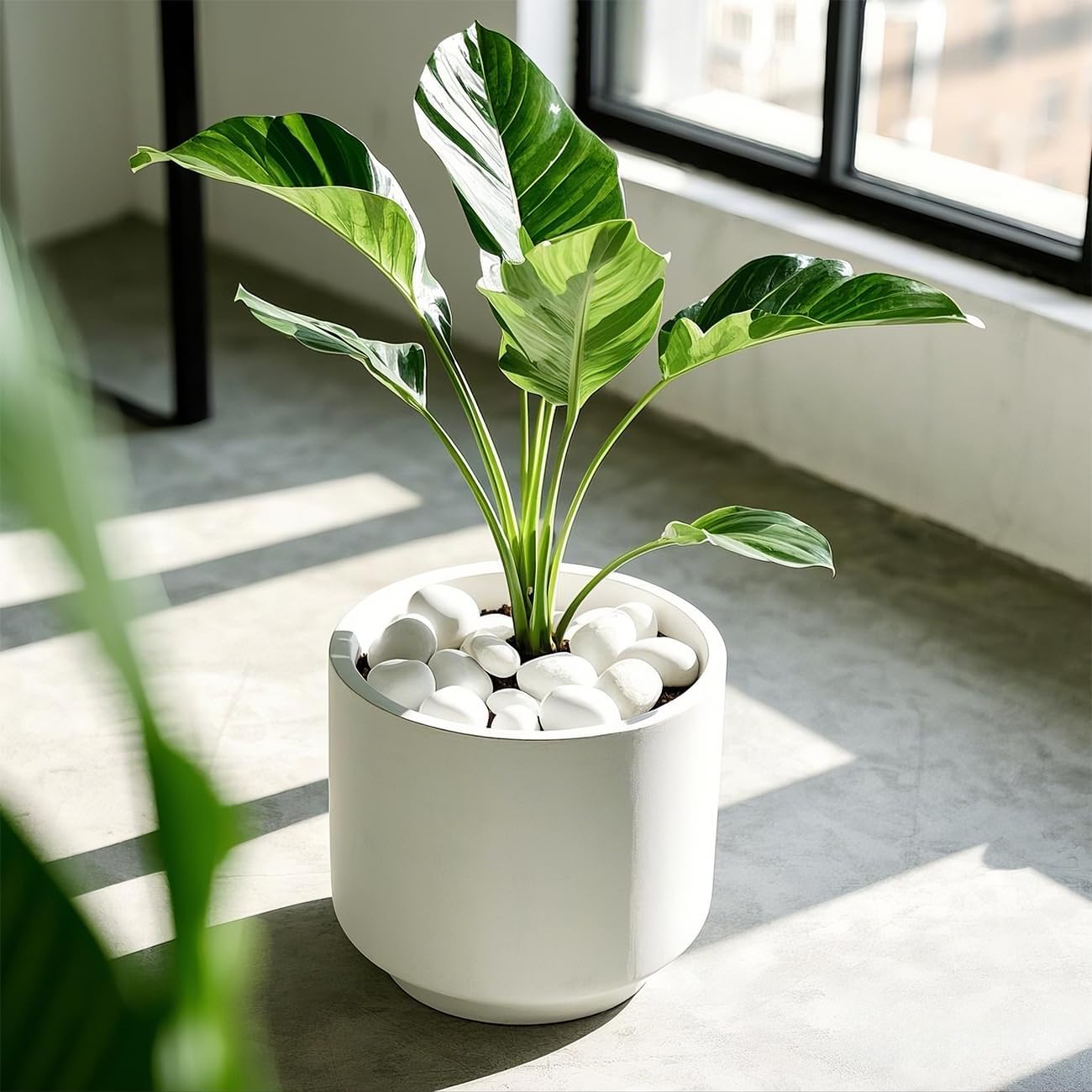 5 Lbs River Rocks for Plants,0.4-1.2 Inch Decorative Ornamental Pebbels, High Polished Stones for Garden Landscaping, Smooth Gravel Filler for Outdoor Plants, Succulents, Fish Tank and Vases, White