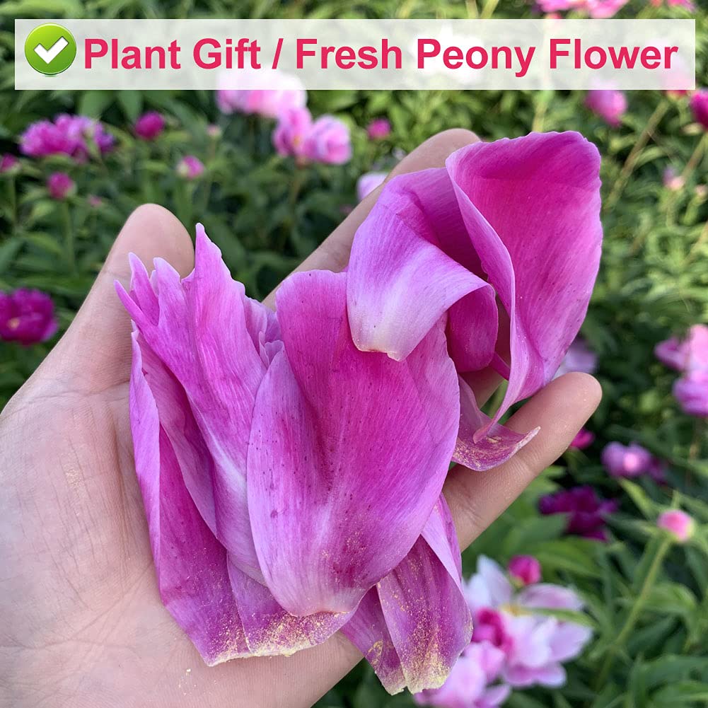 Plant Gift Peony Flower Petals 30G/1.05oz 芍药花 Herbaceous Peony Tea, Pure Herbal Tea, Peach Blossom Tea, Caffeine-Free, No GMOs, Chinese Tea